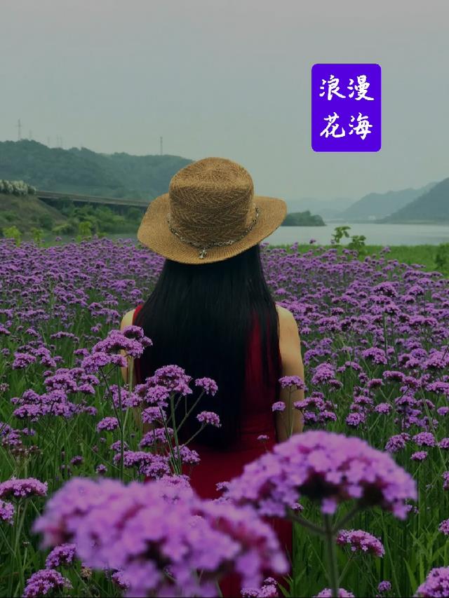 浪漫的花海图片唯美